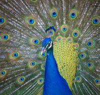 Willunga Peacock Farm Bed and Breakfast - Holiday Cairns
