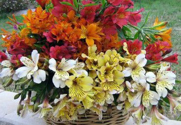 Huon Valley Bed And Breakfast - Holiday Cairns 3