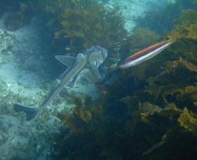 Currarong NSW Holiday Cairns