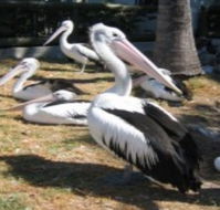 Christmas Cove Caravan Park - Holiday Cairns