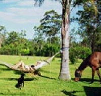 Neds Bed Horse O Tel - Holiday Cairns