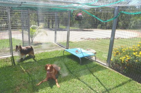 Wingham Pet Motel - Holiday Cairns 1