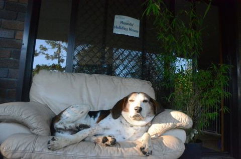 Wingham Pet Motel - Holiday Cairns 3