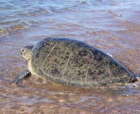 Mackerel Islands - Holiday Cairns 0