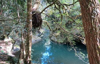 Barrington Wilderness Cedar Lodge Accommodation - Holiday Cairns 8