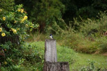 Kingfishers Manor @ Noosa - Holiday Cairns 32