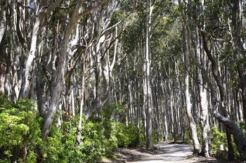 Bawley Bush Retreat And Cottages - Holiday Cairns 37