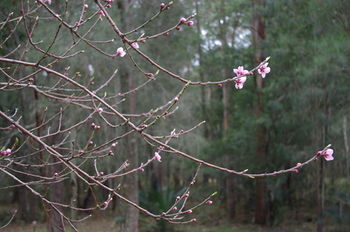 Bawley Bush Retreat And Cottages - Holiday Cairns 82