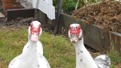 Johanna River Farm And Self Contained Cottages - Holiday Cairns 5