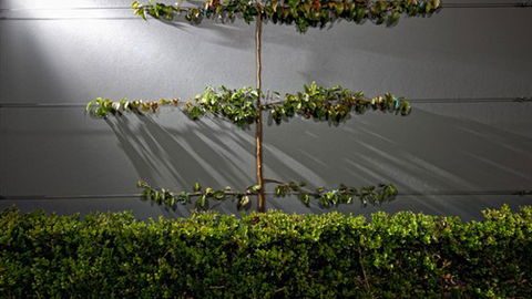 Toscano, Milano & Veneto On Olive - Holiday Cairns 5