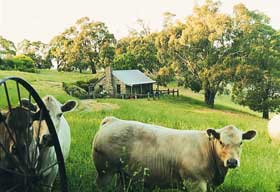 Adelaide Hills Country Cottages - Gum Tree Cottage - Holiday Cairns 1