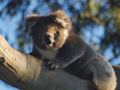 Bimbi Park Camping Under Koalas - Holiday Cairns 2