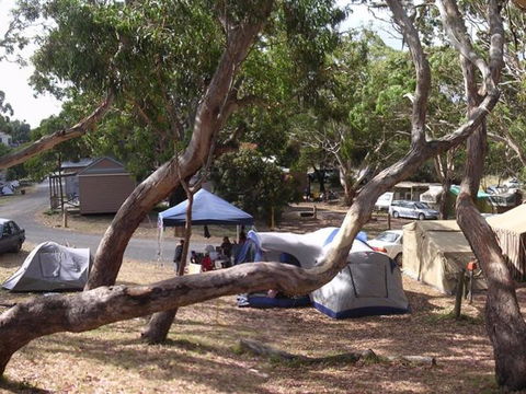 Bimbi Park Camping Under Koalas - Holiday Cairns 3