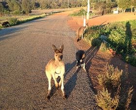 Bindoons Windmill Farm - Holiday Cairns 0