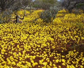 Yalgoo Caravan Park - Holiday Cairns 3