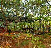 Arnhemland Barramundi Nature Lodge - Holiday Cairns