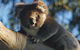 Bimbi Park Camping Under Koalas - thumb 0