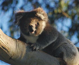 Bimbi Park Camping Under Koalas - Holiday Cairns 0