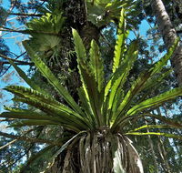 Rummery Park campground - Holiday Cairns