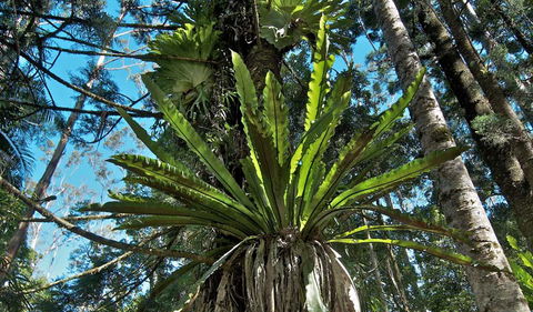 Rummery Park Campground - Holiday Cairns 0