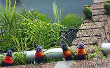 Aquajet Motel - Coffs Harbour - Holiday Cairns 4