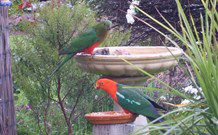 Valley View Motel Murrurundi - Murrurundi - Holiday Cairns 4