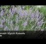 Lavender Majestic - Holiday Cairns