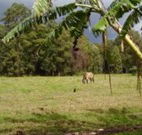The Watertank Bed and Breakfast - Holiday Cairns