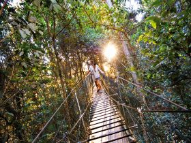 O'Reilly's Rainforest Retreat - Holiday Cairns 0