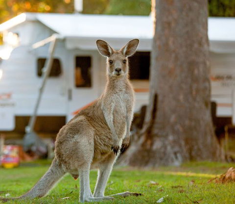 BIG4 Sunshine South West Rocks Holiday Park - Holiday Cairns 5