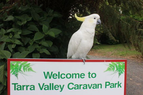 Tarra Valley Caravan Park - Holiday Cairns 3