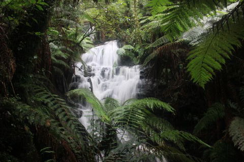 Tarra Valley Caravan Park - Holiday Cairns 4