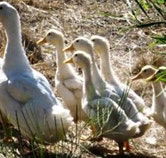 Duck Duck Goose Bed and Breakfast - Holiday Cairns