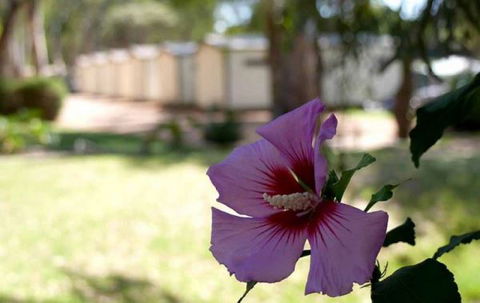 Riverbend Caravan Park Renmark - Holiday Cairns 3