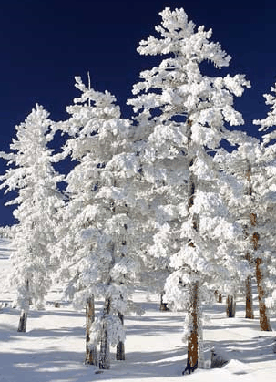 Mt Buller Apartment Management Services - Holiday Cairns
