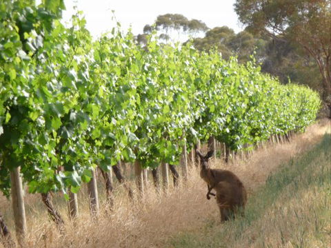 Angas Plains Wines Suites - Holiday Cairns 6