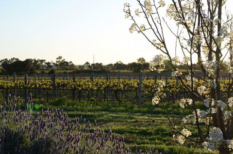 Angas Plains Wines Suites - Holiday Cairns 7