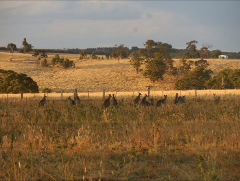 Bunjil Farm - Holiday Cairns 8