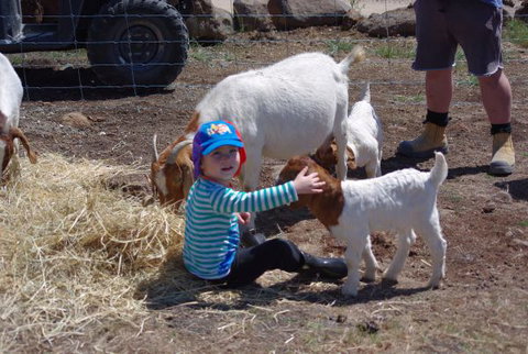 Yalooka Farm - Holiday Cairns 3