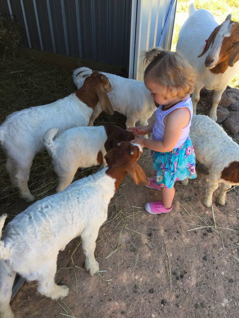 Yalooka Farm - Holiday Cairns 7