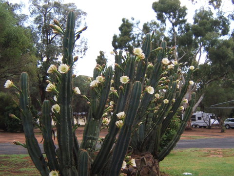 Getaway Tourist Park - Holiday Cairns 7