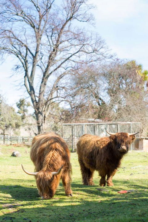 Ratho Farm - Holiday Cairns 8