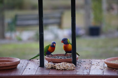 BellbirdHill Bed And Breakfast - Holiday Cairns 9