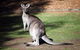 Holiday Haven Bendalong - thumb 5
