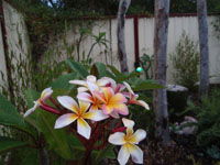 Equal Balance Bed And Breakfast - Holiday Cairns 2