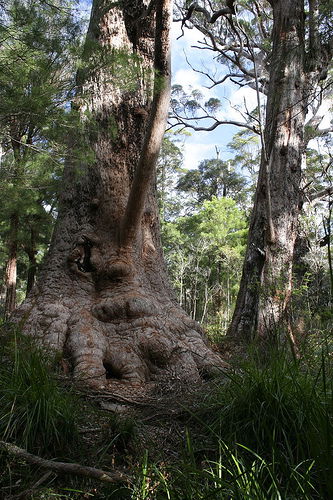 Valley Of The Giants Cottage - Holiday Cairns 0