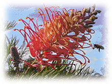 Mimosa Hill Wildflower Farm Cottages - Holiday Cairns 1