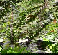 Daintree Ecolodge - Holiday Cairns