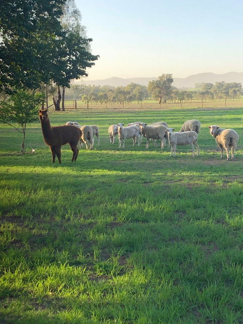 Wallinga Studio Farmstay - Holiday Cairns 0