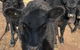 Wallinga Studio Farmstay - thumb 1